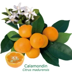 Calamondin "citrus Madurensis" Tailles:pot Rond De 5 Litres, Hauteur 60/80 Cm