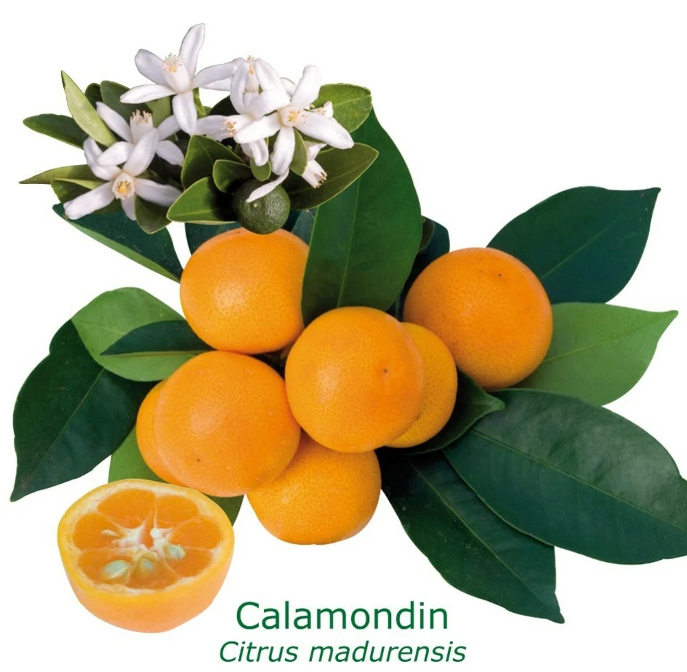Calamondin "citrus Madurensis" Tailles:pot Rond De 5 Litres, Hauteur 60/80 Cm 1 Calamondin "citrus Madurensis" Tailles:pot Rond De 5 Litres, Hauteur 60/80 Cm