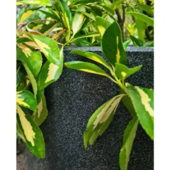 Pot à Fleurs Waste Smooth 35x34 Cm Gris 11 Pot à Fleurs Waste Smooth 35x34 Cm Gris -Promos Jardesia Magasin 6479895f489579.99814901