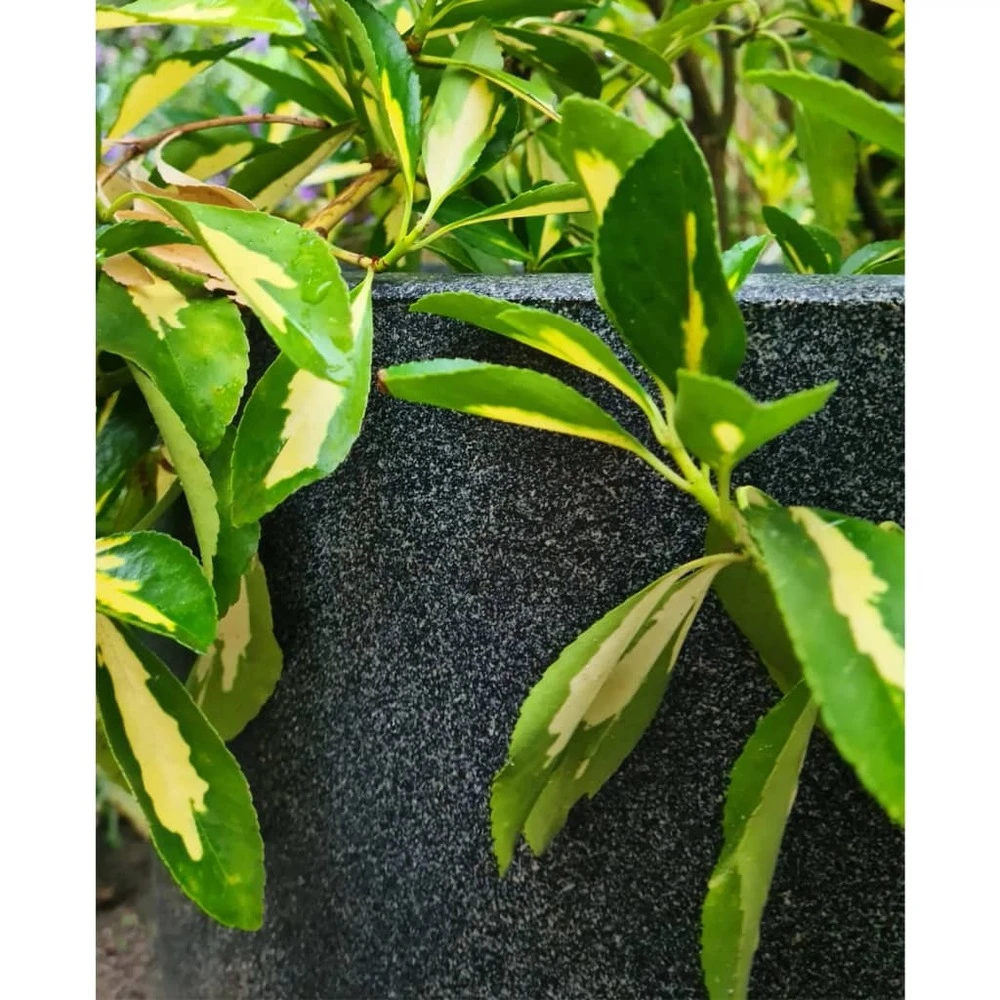 Pot à Fleurs Waste Smooth 35x34 Cm Gris 5 Pot à Fleurs Waste Smooth 35x34 Cm Gris – Image 5