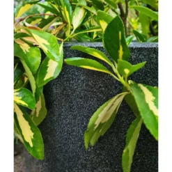 Pot à Fleurs Waste Smooth 43x41 Cm Gris -Promos Jardesia Magasin 647989619db2d1.88941631