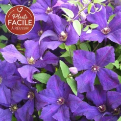 Clématite 'jackmanii' - Clematis 3l