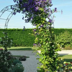 Clématite 'jackmanii' - Clematis 3l 8 Clématite 'jackmanii' - Clematis 3l -Promos Jardesia Magasin 647d2d2a1bc455.76797267