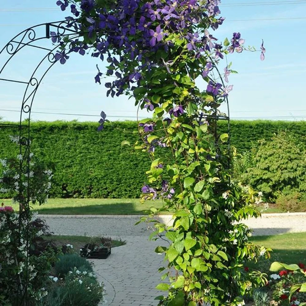 Clématite 'jackmanii' - Clematis 3l 4 Clématite 'jackmanii' - Clematis 3l – Image 4