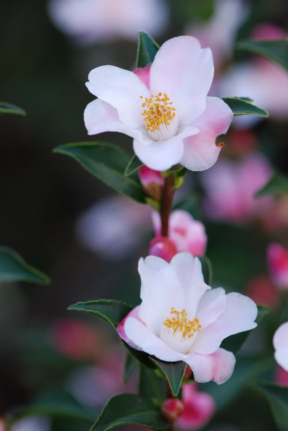 Camélia 'festival Of Lights' - 5l 1 Camélia 'festival Of Lights' - 5l