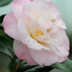 Camélia 'dr Tinsley' - 1l