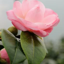 Camélia 'nuccio's Cameo' - 4l