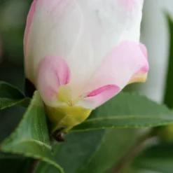 Camélia 'vanessa' - 4l