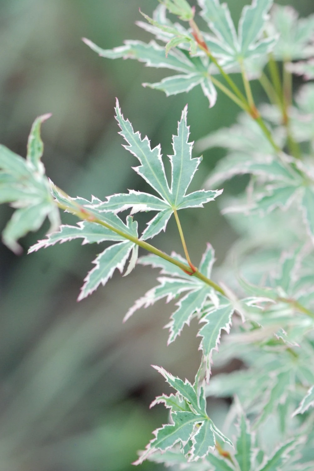 Erable 'butterfly' - 4l 1 Erable 'butterfly' - 4l