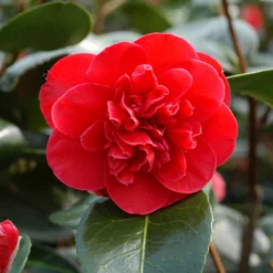 Camélia 'léonard De Vinci' - 4l