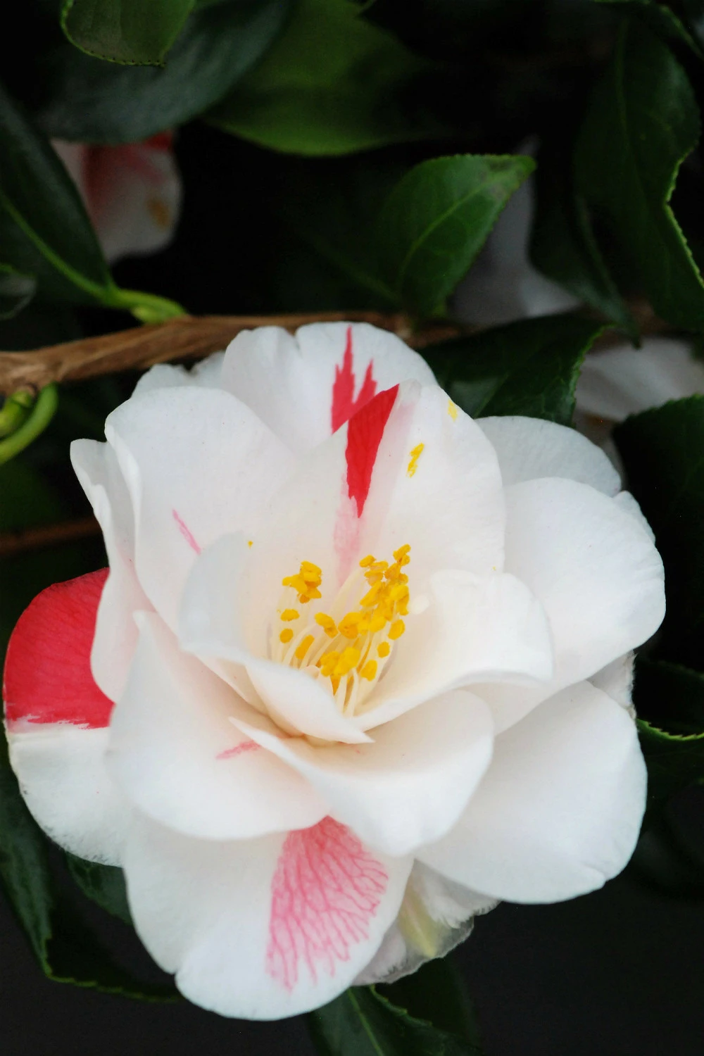 Camélia 'lady Vansittart' - 4l 1 Camélia 'lady Vansittart' - 4l