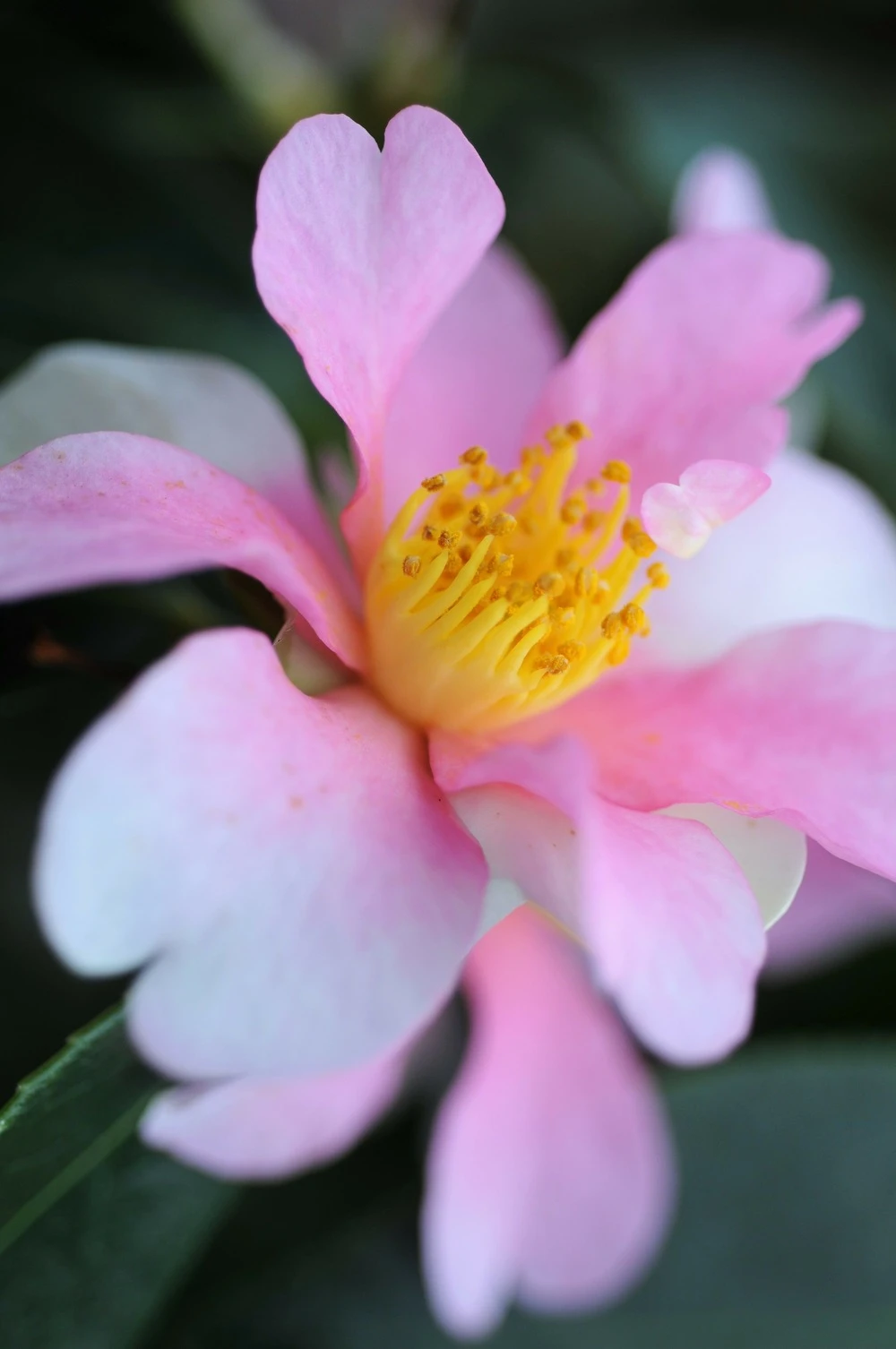 Camélia 'yume' - 5l 1 Camélia 'yume' - 5l