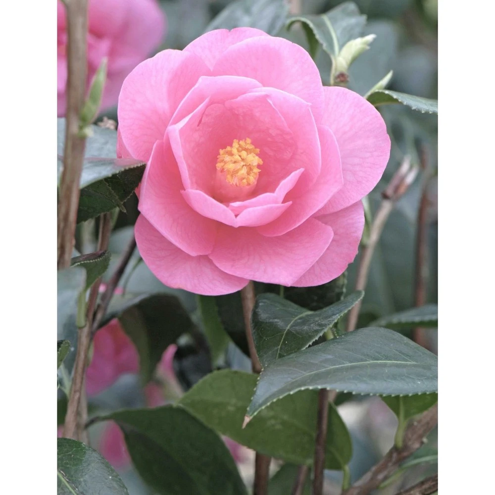 Camélia 'barbara Clark' - 4l 2 Camélia 'barbara Clark' - 4l – Image 2