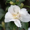 Camélia 'little Liane' - 4l