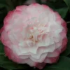 Camélia 'nuccio's Pearl' - 4l