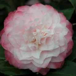 Camélia 'nuccio's Pearl' - 4l