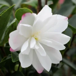 Camélia 'blush' - 4l