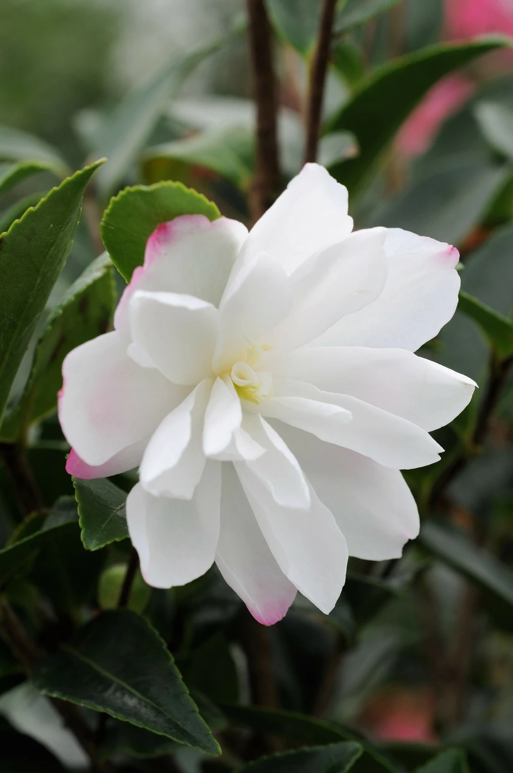 Camélia 'blush' - 4l 1 Camélia 'blush' - 4l