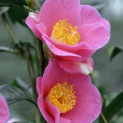 Camélia 'red Candles' - 4l