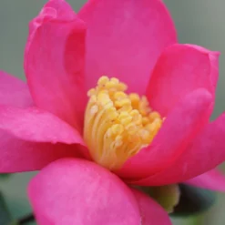 Camélia 'glow' - 4l