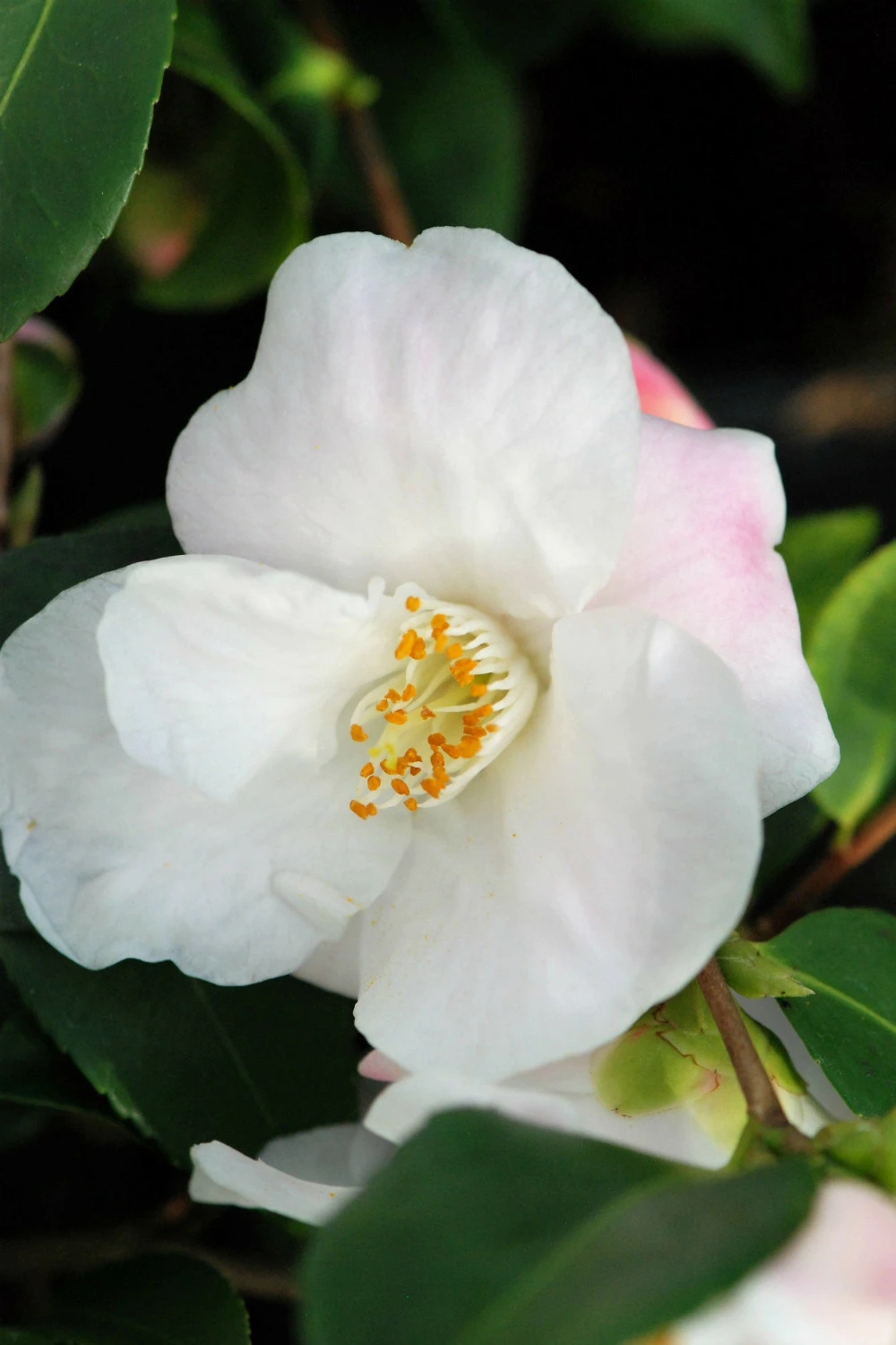 Camélia 'quintessence' - 5l 1 Camélia 'quintessence' - 5l