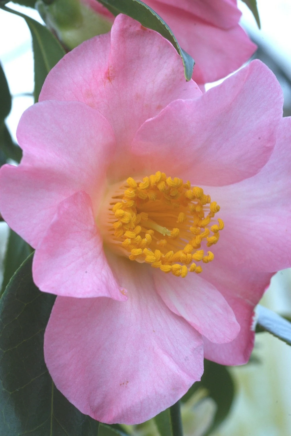 Camélia 'domaine De Courson' - 1l 1 Camélia 'domaine De Courson' - 1l