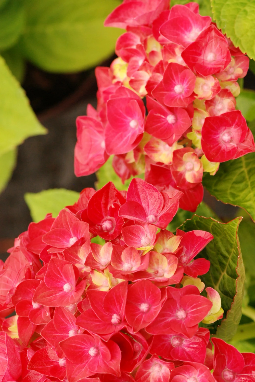 Hortensia Rembrandt ? 'rosso Glory' - 5l 1 Hortensia Rembrandt ? 'rosso Glory' - 5l