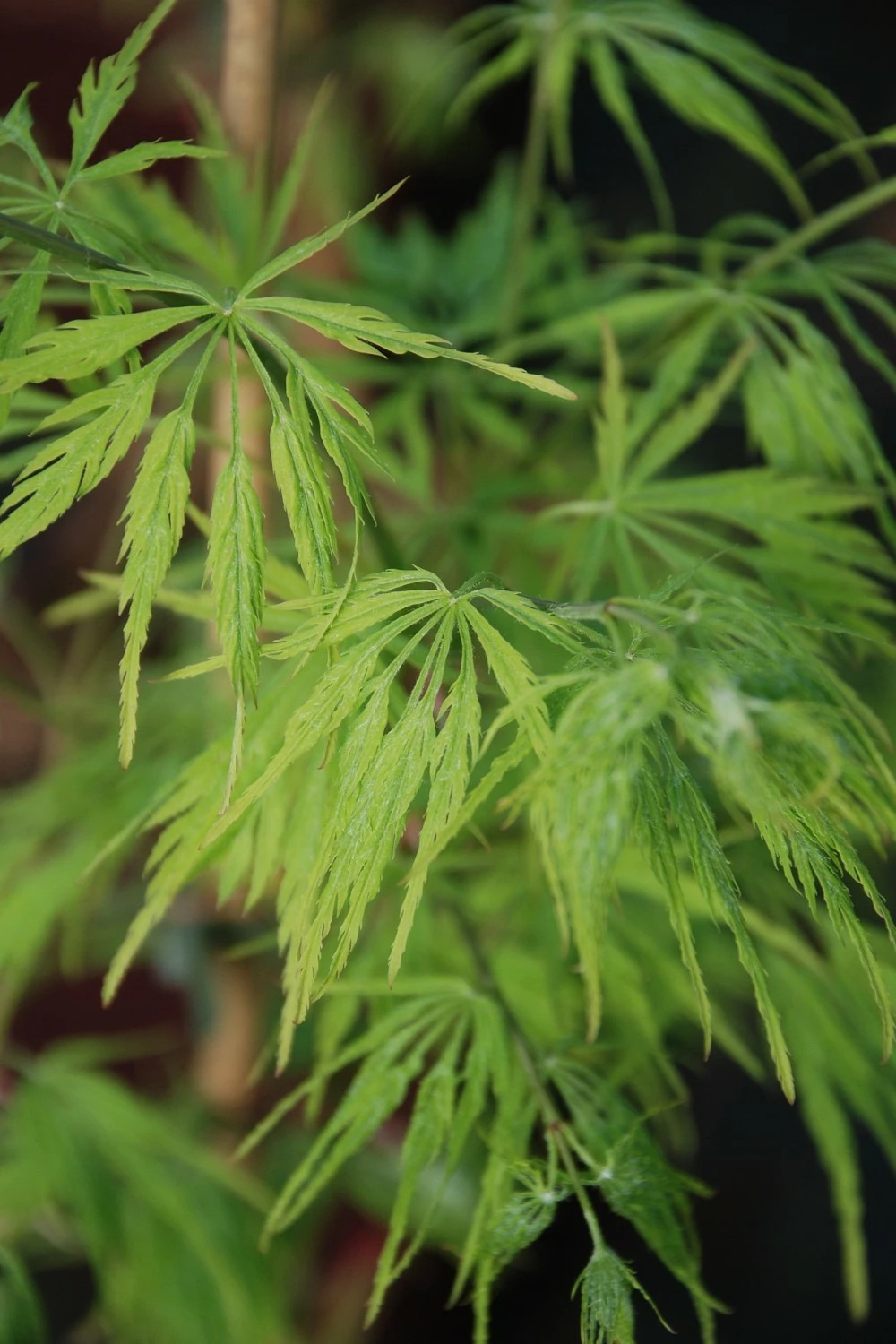 Erable 'dissectum' - 4l 1 Erable 'dissectum' - 4l