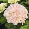 Hortensia Rembrandt ? 'elegant Rosa' - 5l