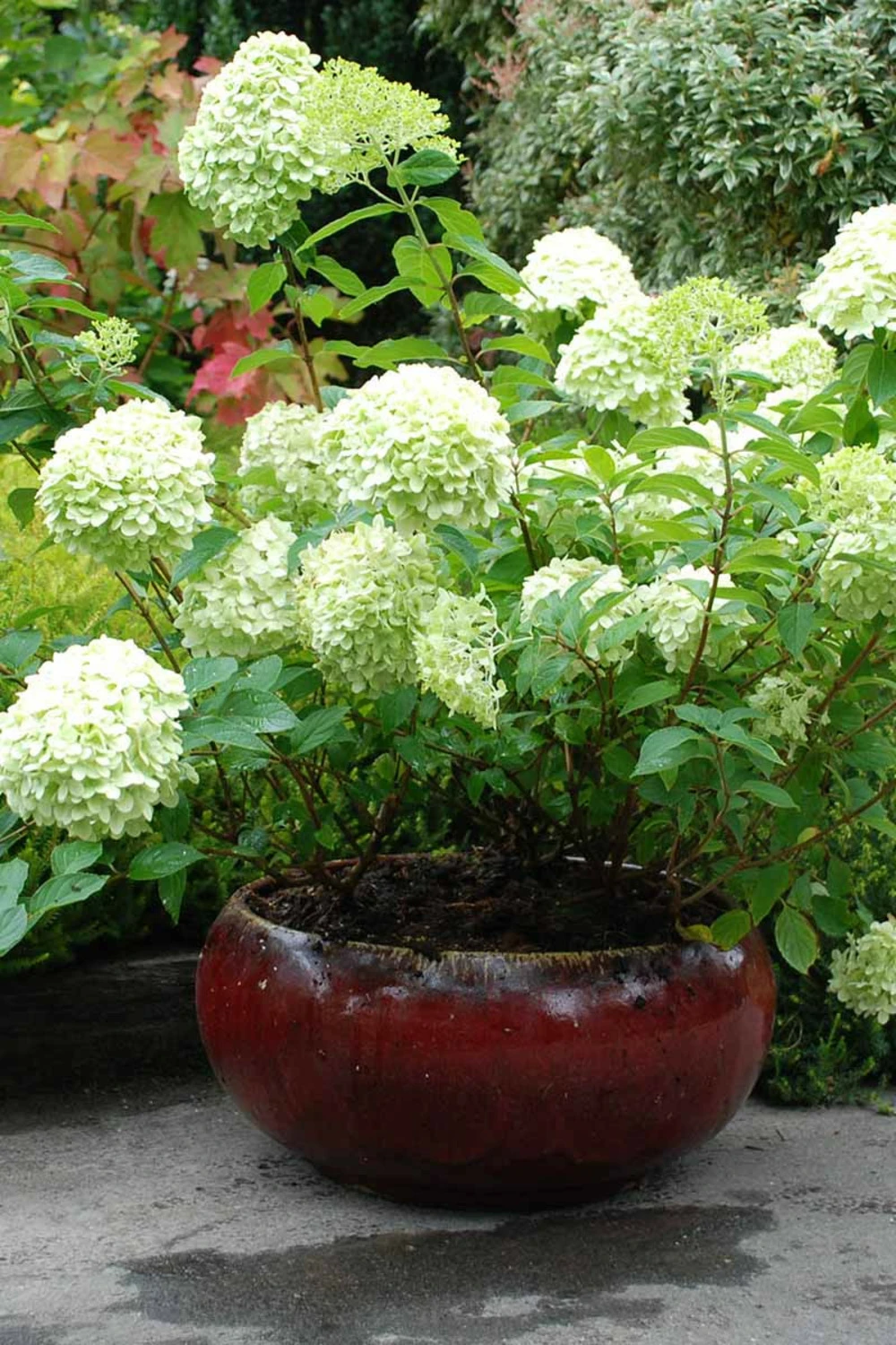 Hortensia 'limelight ?' - 3l 1 Hortensia 'limelight ?' - 3l