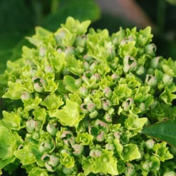 Hortensia Rembrandt ? 'vibrant Verde' - 5l