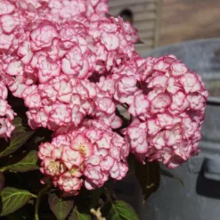 Hortensia 'miss Saori' - 3l