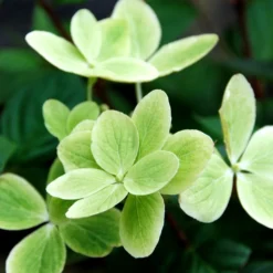Hortensia 'pastelgreen ?' - 3l