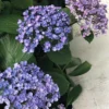 Hortensia 'ayesha' - 3l