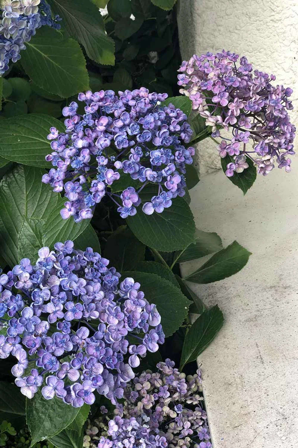 Hortensia 'ayesha' - 3l 1 Hortensia 'ayesha' - 3l