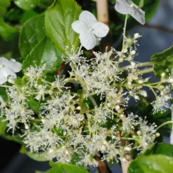 Hortensia Grimpant - 3l