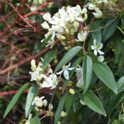 Clématite Armandii 'snowdrift' - 3l