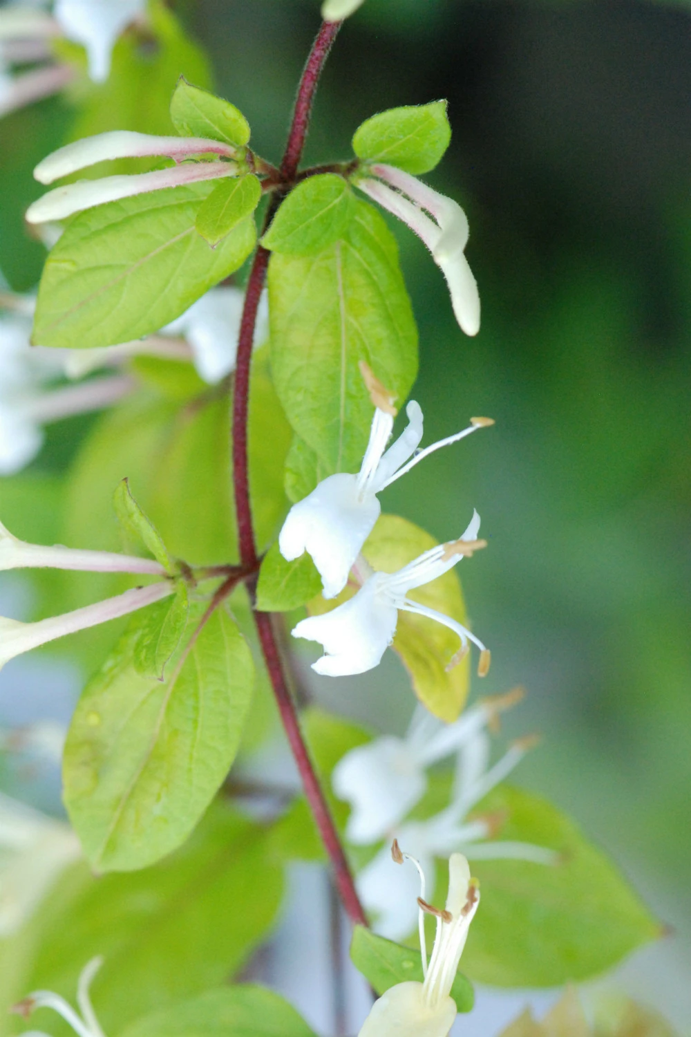 Chèvrefeuille 'hall's Prolific' - 3l 1 Chèvrefeuille 'hall's Prolific' - 3l