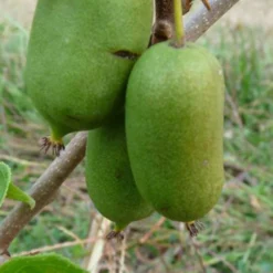 Kiwai 'super Issaï' - 1,5l