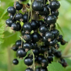 Cassis 'andega' - 1,5l