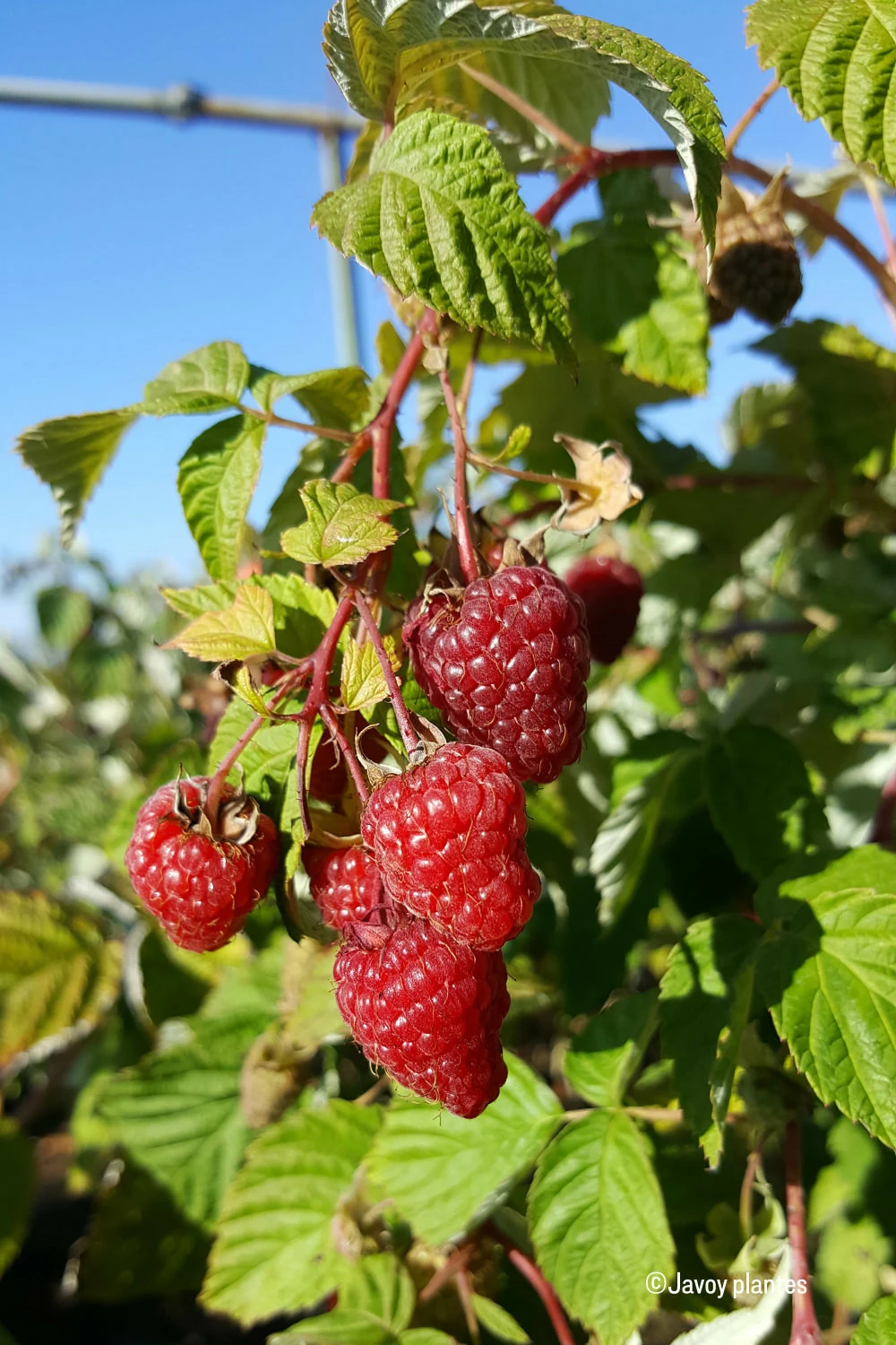 Framboisier Remontant 'zeva' - 1,5l 1 Framboisier Remontant 'zeva' - 1,5l