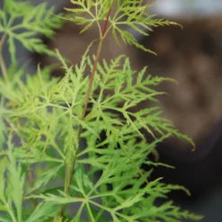 Erable 'dissectum Emerald Lace'' - 4l