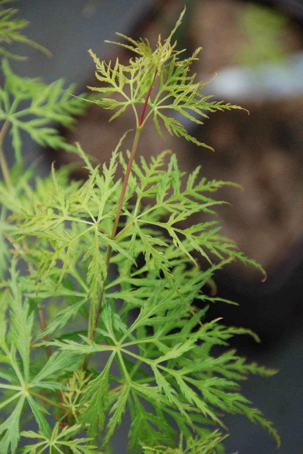 Erable 'dissectum Emerald Lace'' - 4l 1 Erable 'dissectum Emerald Lace'' - 4l