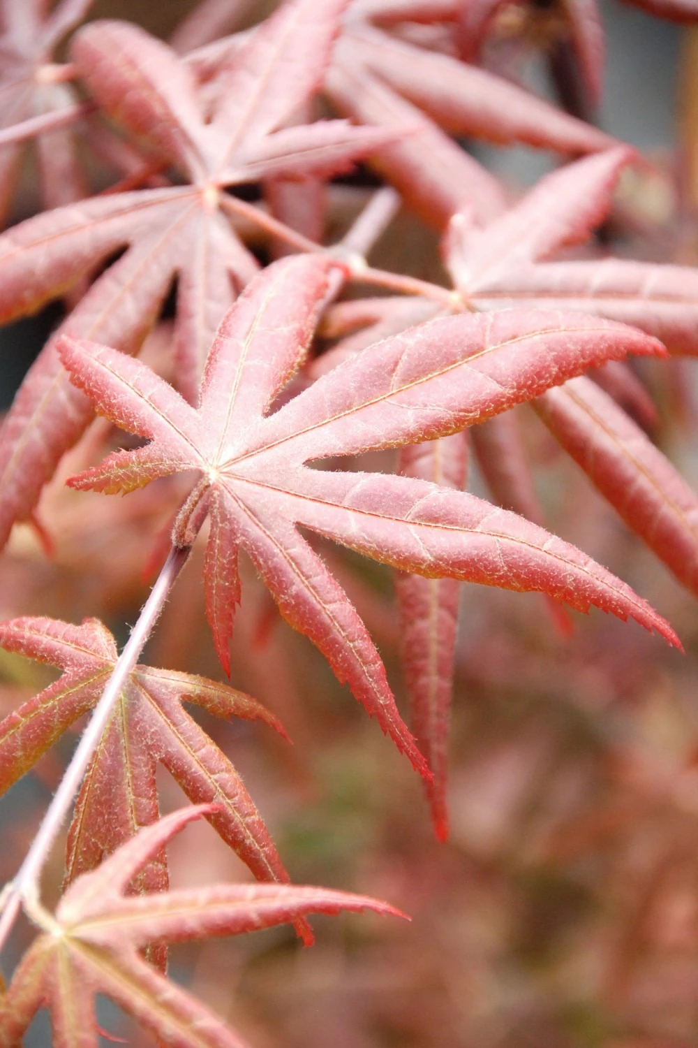 Erable 'starfish' - 4l 1 Erable 'starfish' - 4l