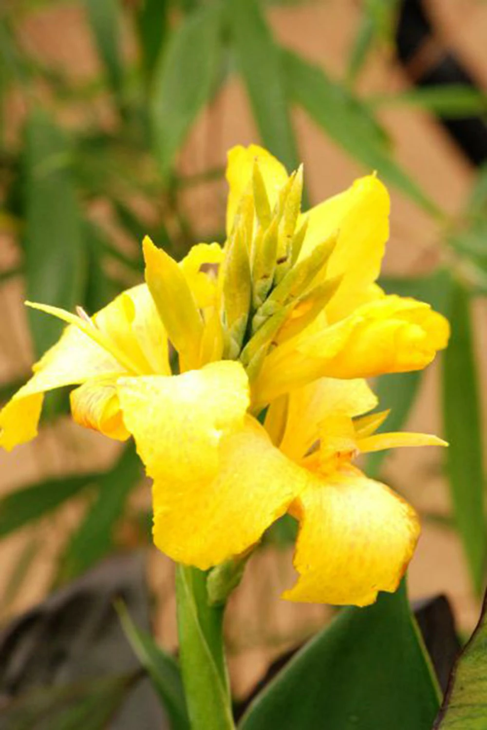 Canna 'yellow Jaune' - 3l 1 Canna 'yellow Jaune' - 3l