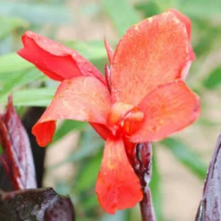 Canna 'bronze Scarlet' - 3l