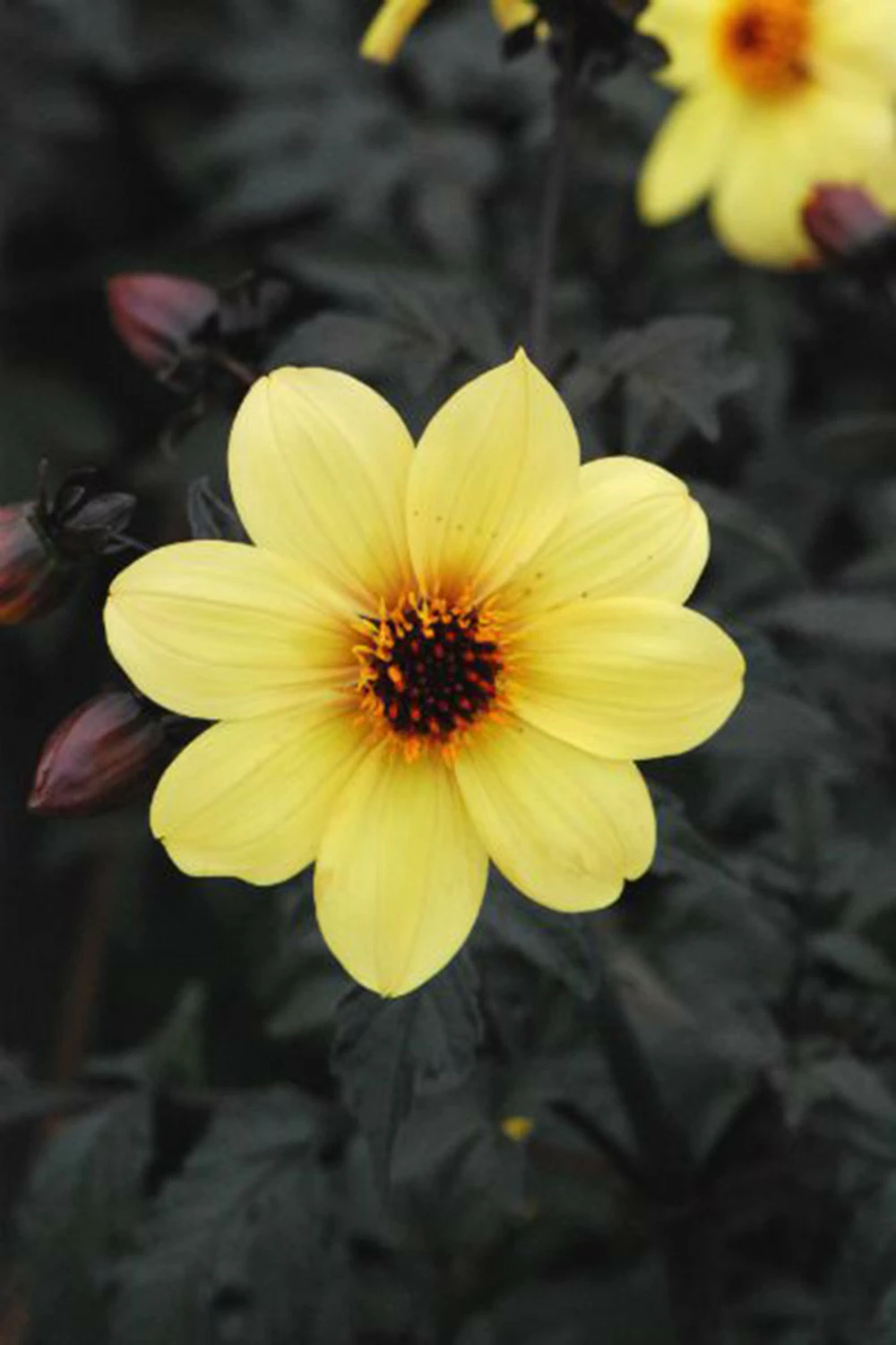 Dahlia 'illusion' - 3l 1 Dahlia 'illusion' - 3l