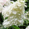 Hortensia 'unique' - 3l