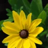 Rudbeckia 'sunny Smiley' - 3l