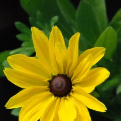 Rudbeckia 'sunny Smiley' - 3l